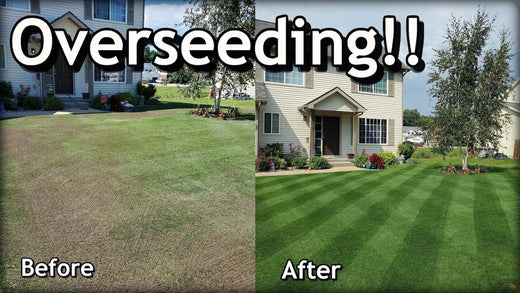 How to Overseed a Lawn in Spring: A Full Step-to-Step Guide