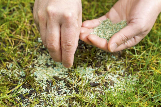 When to Seed Your Lawn in Spring: Timing, Preparation, and Aftercare Tips