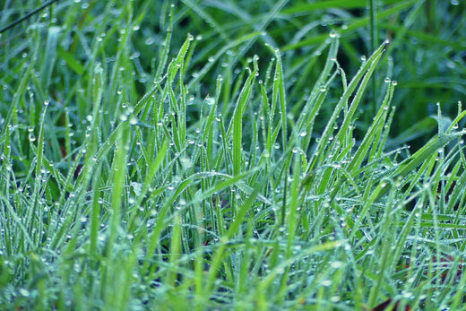 Can You Mow Wet Grass? When to Wait and When It’s Safe