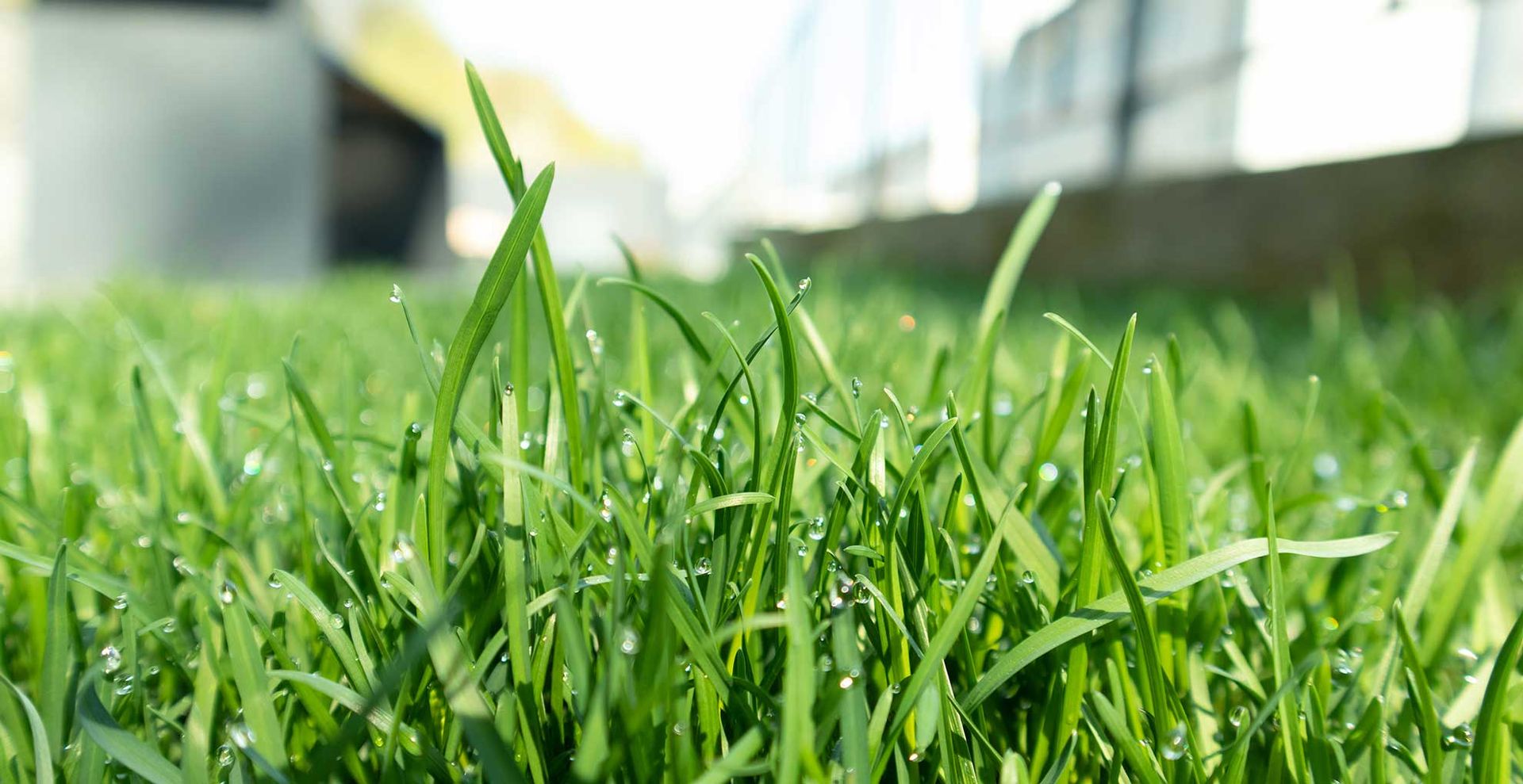 Can You Mow Wet Grass? The Truth About Mowing in Damp Conditions