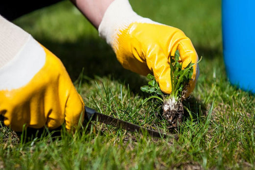 How to Control Weeds in Early Spring: Effective Spring Weed Control Tips