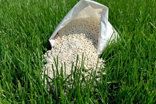 How to Fertilize a Lawn for Beginners?