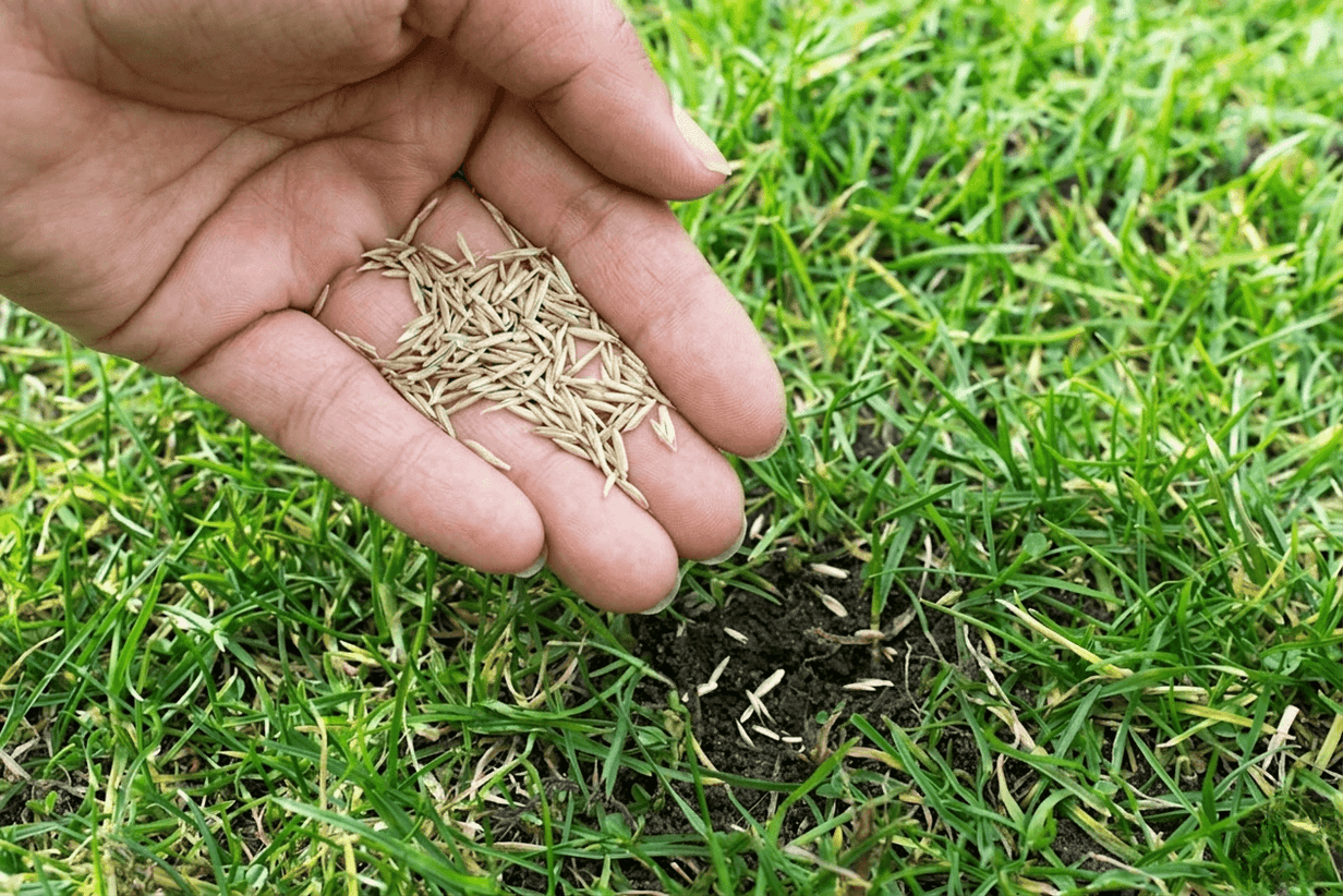 Grass Seed Take to Grow