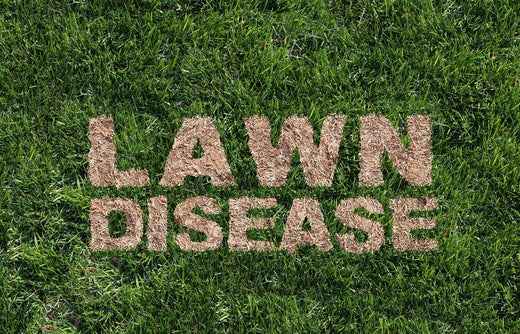 Recognizing and Preventing Common Lawn Diseases: A Guide for Homeowners