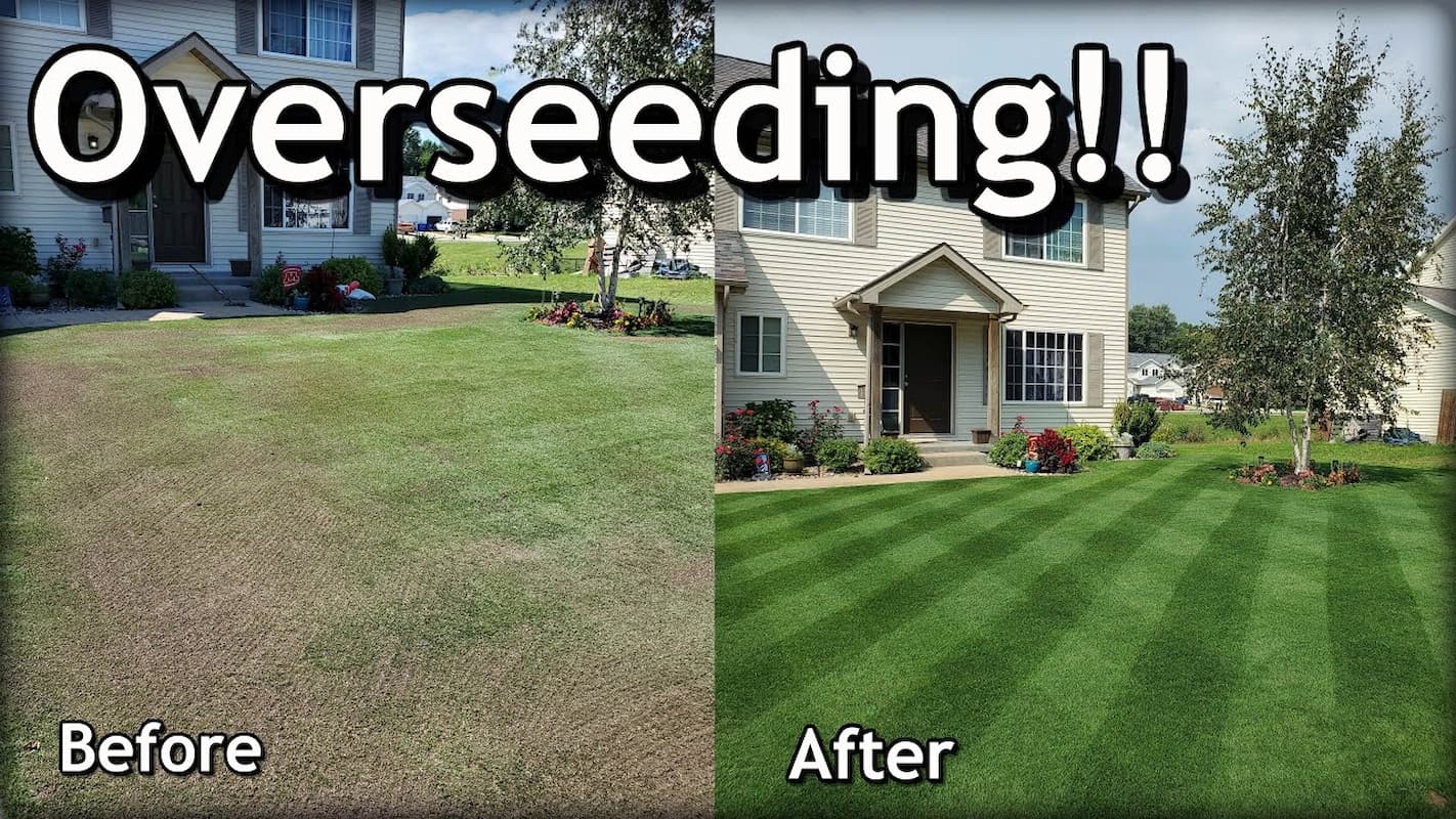 How to Overseed a Lawn in Spring?