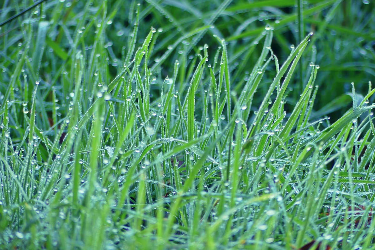 7 Reasons Not to Mow Wet Grass