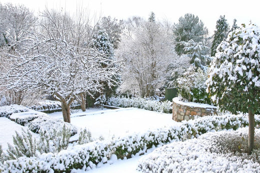 Six Common Mistakes in Winter Lawn Care