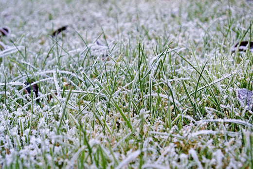 Winter Lawn Care: Tips for Protect Your Lawn