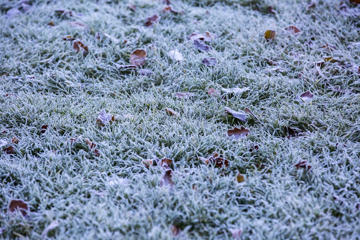 How Do I Winterize My Lawn?