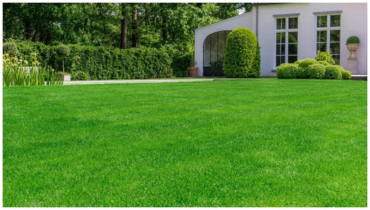 Cool Season Grasses VS. Warm Season Grasses | What's the Difference?