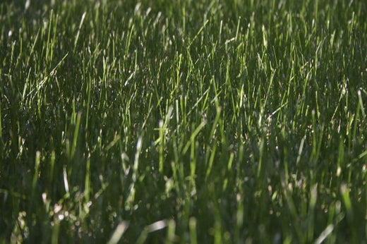 How to Choose the Right Cool Season Grasses for Your Lawn?