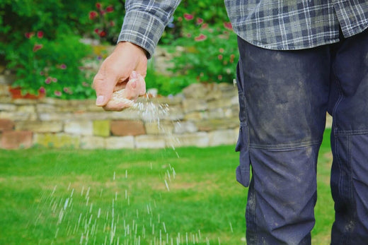 How to Seed Your Lawn in Spring?