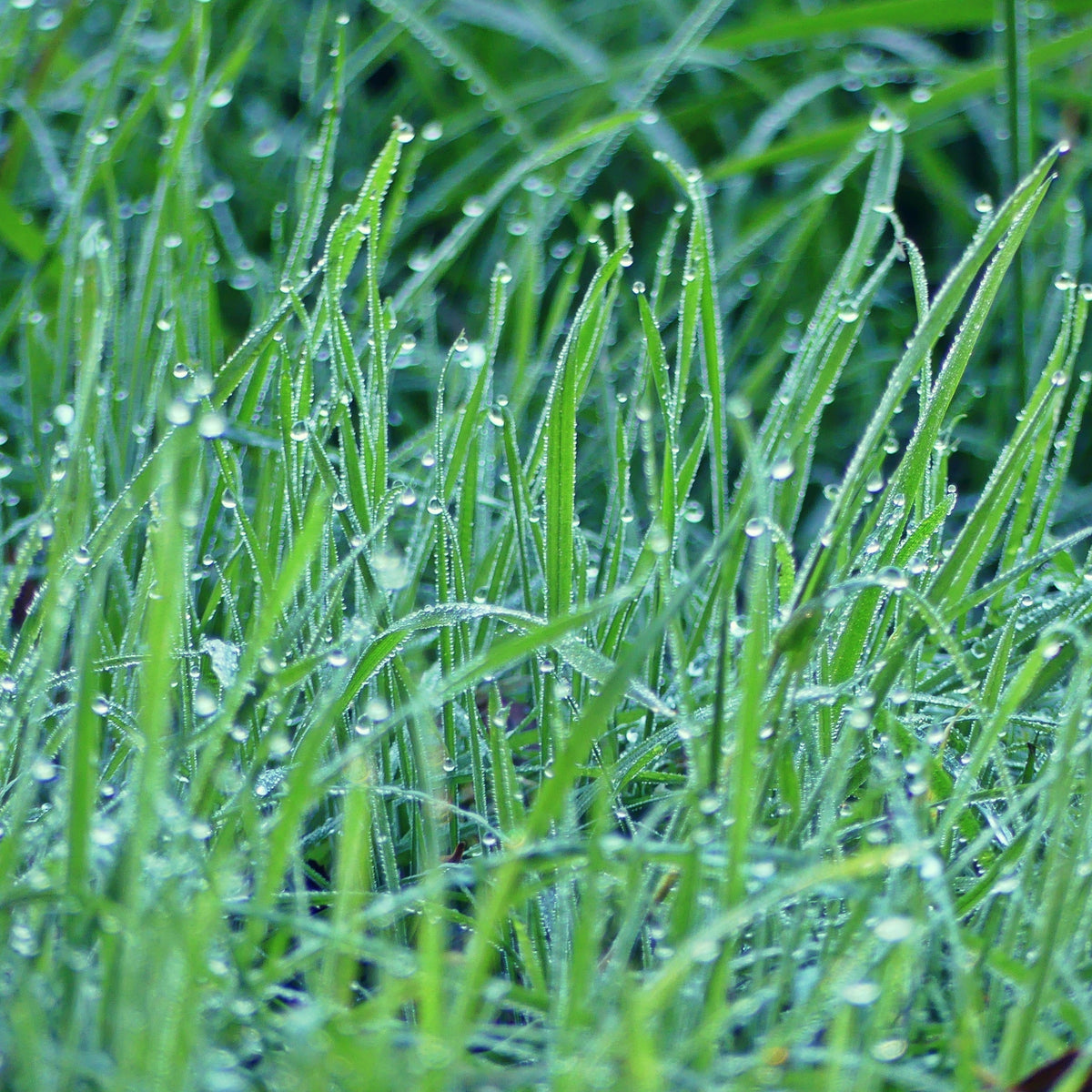 Mowing Wet Grass Can I Mow The Lawn In The Rain Cut Wet Can I Mow The Lawn In The Rain Lawn Mowing Wet Grass Should You
