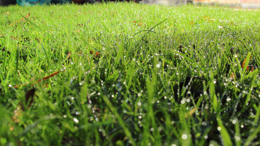 Can I Mow Wet Grass? Here's What You Need to Know Before You Try