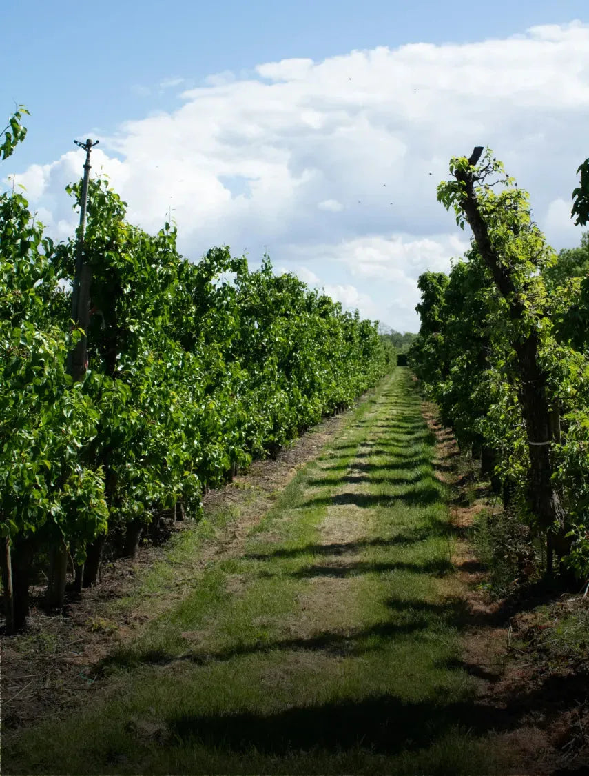 Vineyard landscape